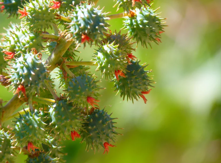 Close‑up of spiky green castor seed pods with red tips on a blurred green background. The spherical pods are covered in sharp spines, highlighting the castor plant’s unique texture and vibrant color.